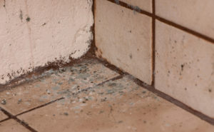 Mold-in-Bathroom-Mold-Inspection-Orange-County